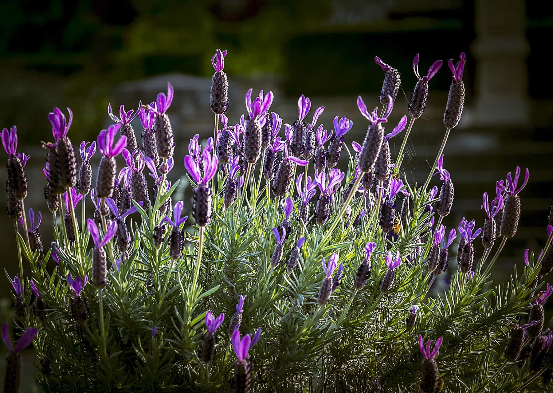 Traitement par les plantes  Landfabrik